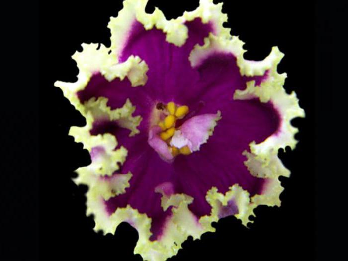 violet esmeralda valokuvien ja kuvausten arvosteluja