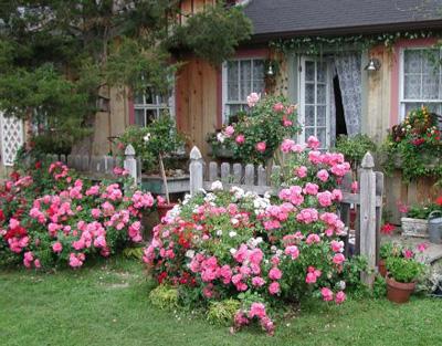 puutarhan ruusujen hoito